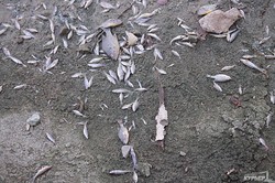 В парке Победы приступили к очистке третьего пруда: на дне осталось много мертвой рыбы  (ФОТО)