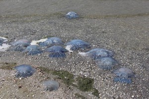 В Одесской области массово гибнут медузы