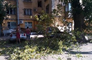 В центре Одессы снова упало дерево