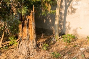 В Одессе неизвестные повредили деревья в парке