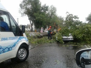 Сегодня в Одессе упало почти 70 деревьев