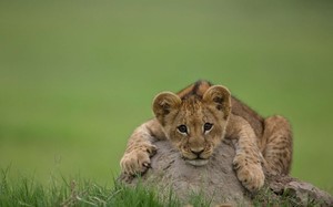 В Одесском зоопарке родился львенок