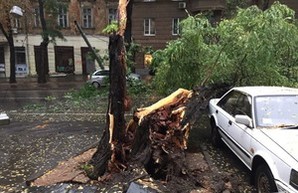 В Одессе намерены снести более 200 сухих деревьев
