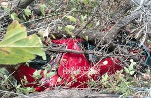 Ураган в Одессе массово валит деревья (ФОТО)