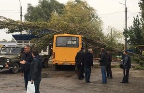 В Беляевке дерево рухнуло на автобус (ФОТО)