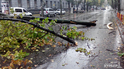 Ураган в Одесссе:  упавшее дерево на Пироговской заблокировало транспорт (ФОТО)