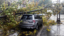Ураган в Одесссе:  упавшее дерево на Пироговской заблокировало транспорт (ФОТО)