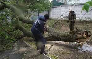 Ураган в Одессе: адреса упавших деревьев