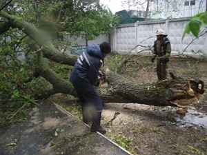 Ураган в Одессе: адреса упавших деревьев