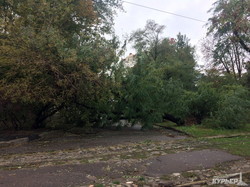 Приморский район Одессы после урагана: заблокированные трамваи и бурелом (ФОТО)