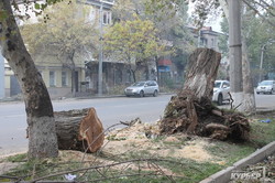 в результате урагана пострадало более двух тысяч деревьев.