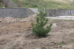 На Ланжероне посадили сосны на месте спиленных трех десятков деревьев (ФОТО)