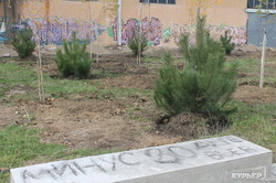 На Ланжероне посадили сосны на месте спиленных трех десятков деревьев (ФОТО)
