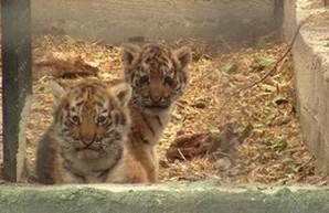 В Одесском зоопарке подросли тигрята и львенок