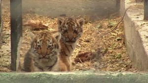 В Одесском зоопарке подросли тигрята и львенок