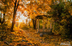 В Одессу пришла золотая осень (ФОТО)