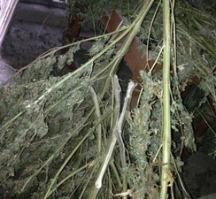 На чердаке жителя Одесской области правоохранители обнаружили 25 кг наркотических веществ (ФОТО)
