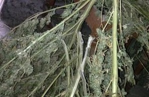 На чердаке жителя Одесской области правоохранители обнаружили 25 кг наркотических веществ (ФОТО)