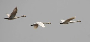 В Тарутинскую степь прилетели лебеди из тундры