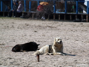 Ответ догхантерам: одесская полиция расследует убийства собак