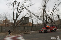 Около Одесской киностудии массово срезают деревья (ФОТО)