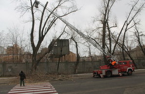 Около Одесской киностудии массово срезают деревья (ФОТО)