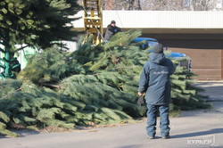 В Одессе начали устанавливать 15 метровую новогоднюю елку (ФОТО)