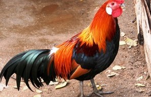 Одесский зоопарк предлагает выбрать Хозяина года