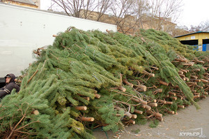 В Одессу елки привезли на продажу
