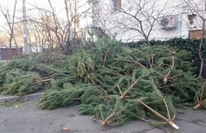 В Одессе обнаружено кладбище непроданных елок (ФОТО)