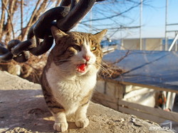 Котики в Аркадии поздравляют одесситов с Новым Годом (ФОТО)