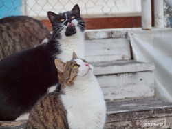 Котики в Аркадии поздравляют одесситов с Новым Годом (ФОТО)