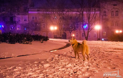 Заснеженная Одесса в свете фонарей (ФОТО)