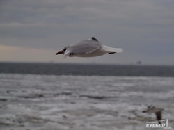 Ледяное безмолвие одесского побережья: корабли, чайки и коты (ФОТО)