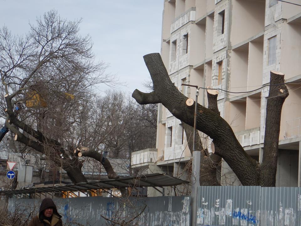 В Одессе на Молдаванке одиозный застройщик уничтожает деревья