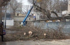 В Одессе на Молдаванке одиозный застройщик уничтожает деревья (ФОТО)
