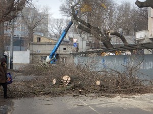 В Одессе на Молдаванке одиозный застройщик уничтожает деревья (ФОТО)