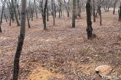 В одесском Парке Победы под пень срезали полсотни деревьев (ФОТО)