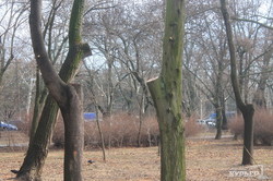В одесском Парке Победы под пень срезали полсотни деревьев (ФОТО)