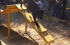 В Одессе начнут строить площадки для выгула собак