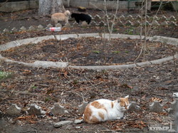 Первый день весны в Одессе празднуют коты (ФОТО)