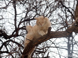 Первый день весны в Одессе празднуют коты (ФОТО)