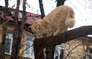 В Харькове граждане хотят официально признать котов и кошек частью городской экосистемы