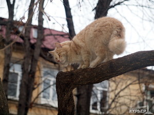 В Харькове граждане хотят официально признать котов и кошек частью городской экосистемы