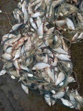 На Дунае "выловили" браконьеров с крупным уловом рыбы (ФОТО)