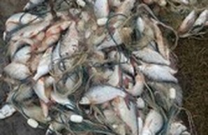 На Дунае "выловили" браконьеров с крупным уловом рыбы (ФОТО)