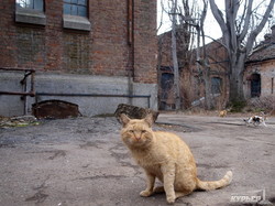 Одесские пятничные котики: хозяева трамвайного депо (ФОТО)
