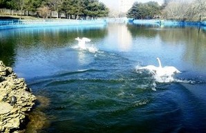 В одесский парк вернулись лебеди (ФОТО)