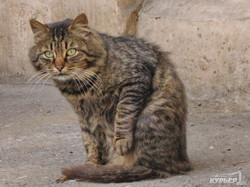 Одесские пятничные котики: истинные хозяева города (ФОТО)