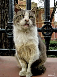 Одесские пятничные котики: истинные хозяева города (ФОТО)